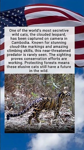 Rare Clouded Leopard Filmed at Last