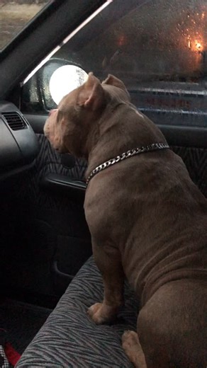 The American Bully Temperament Confident, stable, and outgoing Gentle and affectionate with family Good with children and other animals when properly socialized Not overly aggressive or timid The American Bully should never show human aggression — temperament is a core trait of the breed. #AmericanBully #abkc #bullysyndrome | Mjc Jayme