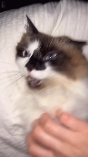 Understanding Dog Scratch Reflex: Is it Harmful?