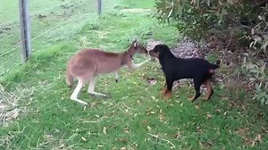 Kangaroo and Dog showing their love for each other