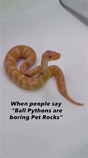 When people say “Ball Pythons are boring pet rocks”