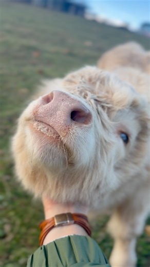 1.9K views · 107 reactions | How can you turn this one down when she follows you up and down the fence line just wanting you to get in there and pay her some attention! | C.R. Hatch Farms | Facebook