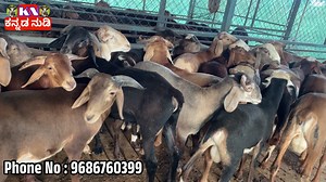 Fore Sale Contcat Now 9686760399 | Kannada Nudi