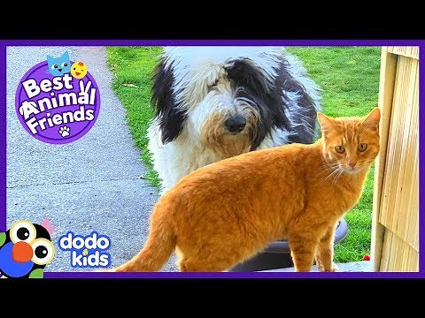 Mo The Cat Visits His Dog Neighbor Cricket Every Day | Animal Videos For Kids