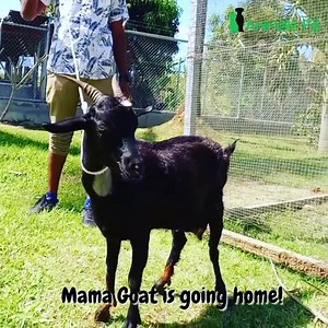 Animals Fiji on Reels | Facebook