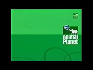 Animal Planet UK Idents & Promos (late 1999)