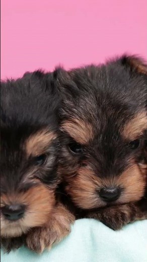 Yorkie Pregnancy Quick Guide - What To Expect When She's Expecting