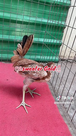 ស្តេចSweater2 នៅលើ TikTok