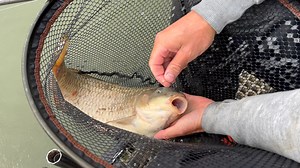 23K views · 271 reactions | MARGIN BAGGING WITH THE N-GAUGE POWER XS...