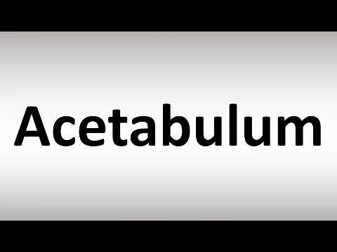 How to Pronounce Acetabulum
