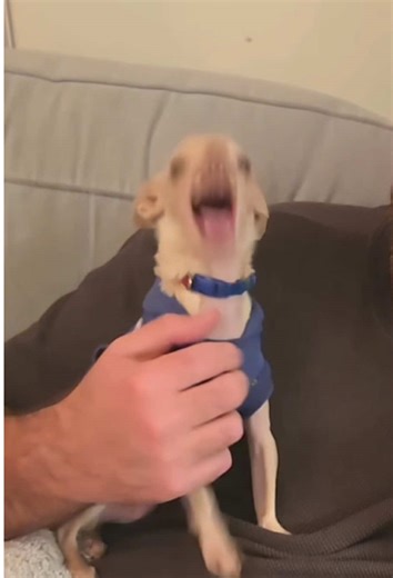 Adorable Chihuahua Moments That Will Make You Smile