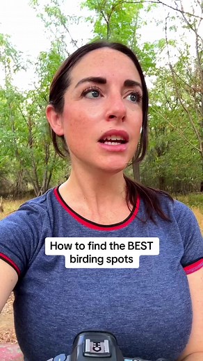 Use the power of AI to identify birds! Merlin and eBird are two amazing tools that provide bird enthusiasts and photographers with incredible opportunities to explore the world of birds like never before. Merlin, developed by the Cornell Lab of Ornithology, is a cutting-edge bird identification app that utilizes artificial intelligence to identify bird species from photos. It's like having a personal bird expert in your pocket, making bird identification accessible to everyone, from beginners to