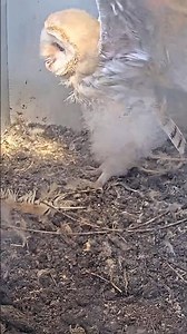 So Cute! 😍 Solo Owl Training 🦉