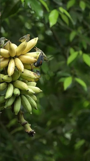 Bird TV 🐦 Birds Feeding on Bananas 🍌 (Cat TV Short)