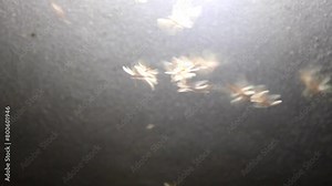 Insects flying under electric light bulb in the upper interior house ceiling