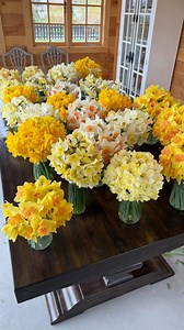 Daffodils! 💐💐💐 The experiment of just setting the bulbs down on the ground then covering them with compost rather than planting them properly 6” under normal soil surface worked!!! 🙌🥰 | Garden Answer
