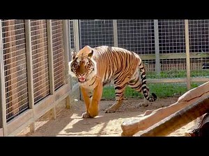 Bengal Tigers arrive at Sydney Zoo