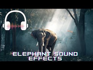 Elephant sound effect | Elephant sounds |