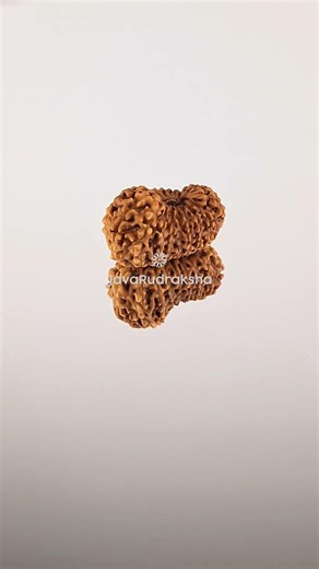 18 Mukhi Rudraksha 16.48 mm Java Bead | Grade A Medium Genuine Natural #18mukhi #javarudraksha