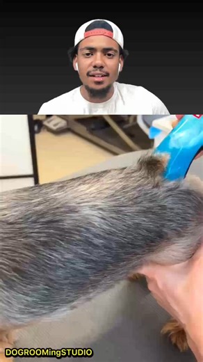 Mark on Instagram: "Cutting A Dogs Hair!"