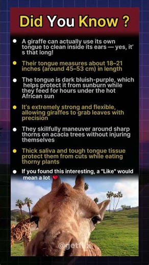 A giraffe cleans its ears with its tongue