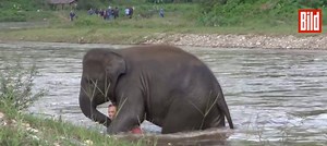 541K views · 1.8K reactions | Hier eilt Elefant Kham Lha seinem Betreuer zur Hilfe und möchte ihn retten. Das ist wahre Freundschaft! <3 | Petbook | Facebook