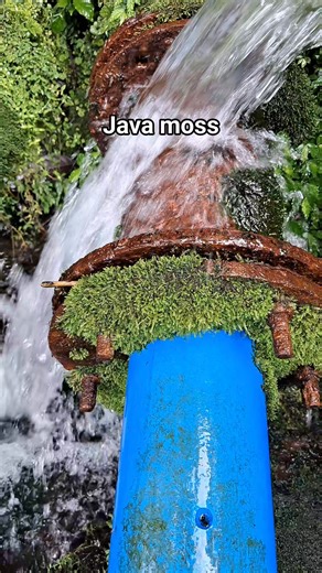 Java moss in the spring. #aquascapingnegros #fblifestyle | Aquascaping Negros