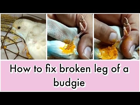 How to fix broken leg of a budgie/parakeet ‪@TheHomeSanctuary‬