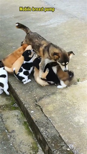 귀여운 강아지 만나보세요 / 愛らしい子犬に出会おう #JapanDogs #KoreaPuppies