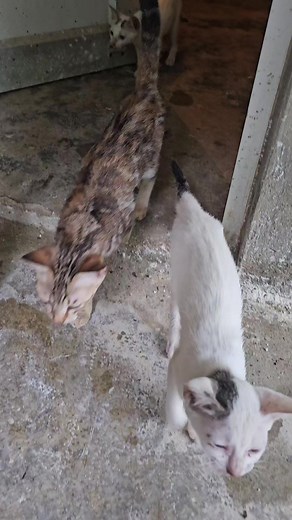 Different Cat Meows Differently| Meowing Sound #cat #catlovers #cute #kittens #meow #meowlovers #lovecats #hungry #hungrycat #meowing #cutecat | Andaman Baby