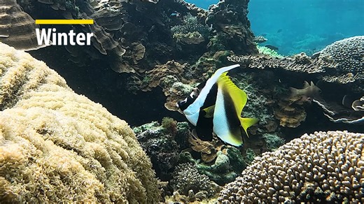 A fish for all seasons. This guy is there every time I set the cameras! Masked bannerfish #norfolkislandreef | Norfolk ISLAND TIME