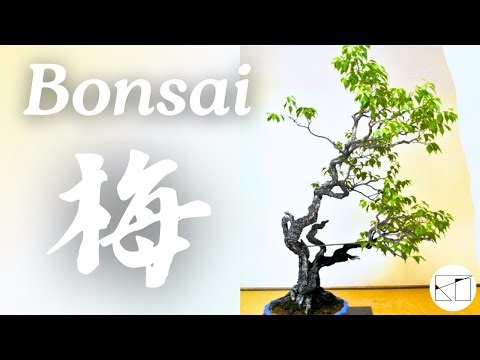 【梅】畑からの樹作り（plum tree）