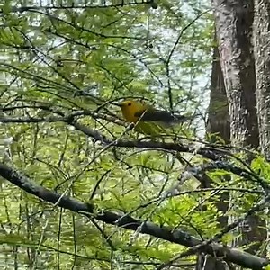 31 reactions | Our Spring Paddle Season always starts just in time for the Prothonotary Warblers to return from their Central and South American wintering grounds. This beautiful warbler species is an icon of forested wetlands, meaning the Dragon Run is the ideal place to inhabit. We hope you enjoy this video capturing a male Prothonotary Warbler eating caterpillars and sing his "Sweet-Sweet-Sweet" song.  Anne Parker | Friends of Dragon Run | Facebook