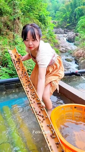 Snail Farming Secret: Water Flow and Bamboo Slide for Easy Harvest! 🐚