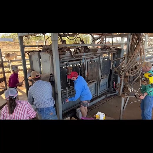 Work Smarter, Not Harder With the Silencer Crush, handling cattle has never been easier: ➡️ One animal steps out, the next steps in — smooth, continuous workflow ➡️ Control the upper and lower squeeze for perfect restraint every time ➡️ Less stress, faster processing, safer staff Efficiency meets safety — the quietest and safest cattle crush on the market. www.catagra.com/silencerlandingpage | Catagra Group