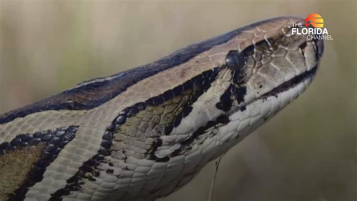 Lieutenant Governor Jeanette Nunez announced that registration is now open for the 2024 Python Challenge, which runs from August 9 through August 18. The challenge started in 2013 as a contest to involve the public in getting rid of an invasive species that’s devastating the natural ecosystem of the Everglades. #MustSeeTFC MyFWC Florida Fish and Wildlife | The Florida Channel | Facebook
