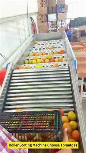 Roller Garlic Sizing Sorting Mandarin Orange Sorting Berry Fruit Grading Sorting Machine