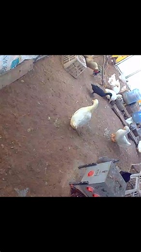 Zero Fluffs Farm on Instagram: "I just love watching them waddle around. #zerofluffsfarm #runnerducks #duck #hobbyfarm #happyplace"