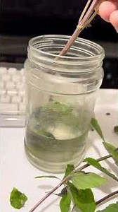 Teacher Albert's Garden: Day 3 Water Rooting Basil