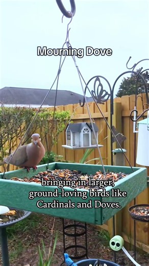 Want to see the widest variety of birds visiting your yard? You need an open feeder. #kingsyard