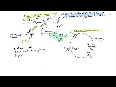 Generator potential and action potential