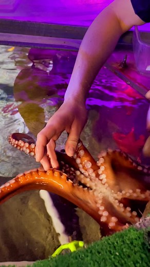 Octopus Feeding Time at Mystic Aquarium