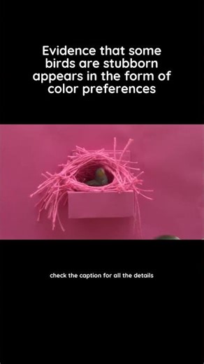 Zebra finches with strong color biases resist social pressure