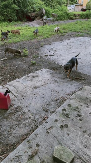 Dog.gang.shop on TikTok