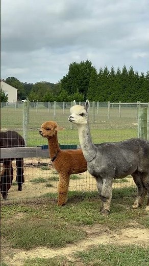Alpaca Farm