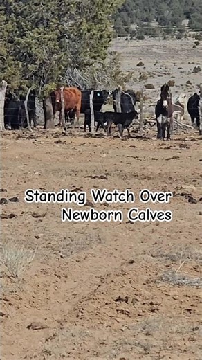 Guardian of the Range: Wild Donkey Keeping Calves Safe #fyp