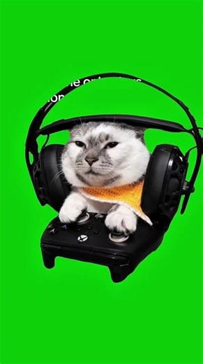 Gamer Cat Green Screen 🎮😺 | Streaming Meme Asset