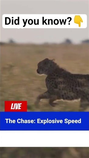 Cheetahs hunt explained.. #WildlifeExplained#Cheetah#AnimalFacts#NatureDocumentary #fypシ #usa #uk