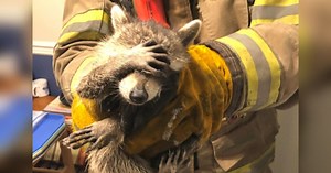 Mapache se muestra "avergonzado" luego de que fuera descubierto robando comida