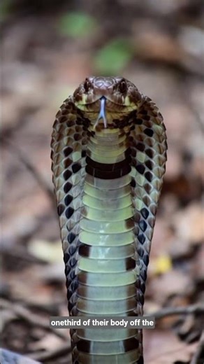 “Cobra: The King of Venom”#Cobra #KingOfVenom #VenomousSnakes #WildlifeDocumentary